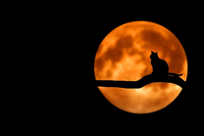 Moonlit Garden