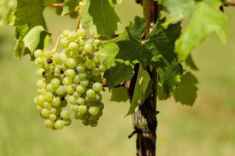 Vineyard